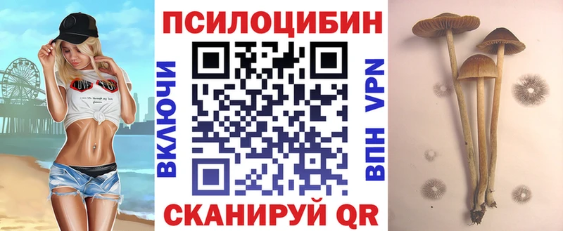 Купить  Велиж  Псилоцибиновые грибы мицелий 